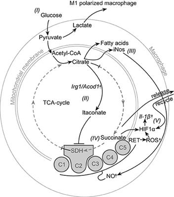 Fish Macrophages Show Distinct Metabolic Signatures Upon Polarization